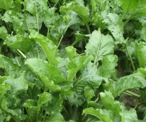 Międzyplony poprawiają wydajność gleby