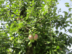 Bio sady prowadzą w Polsce tylko nieliczni sadownicy