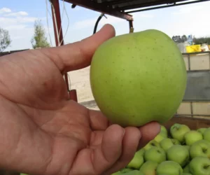 Opady deszczu i&nbsp;opadanie jabłek zagrażają jakości zbiorów
