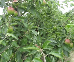 Bio owoce narażone na szkodniki – jak je zwalczać