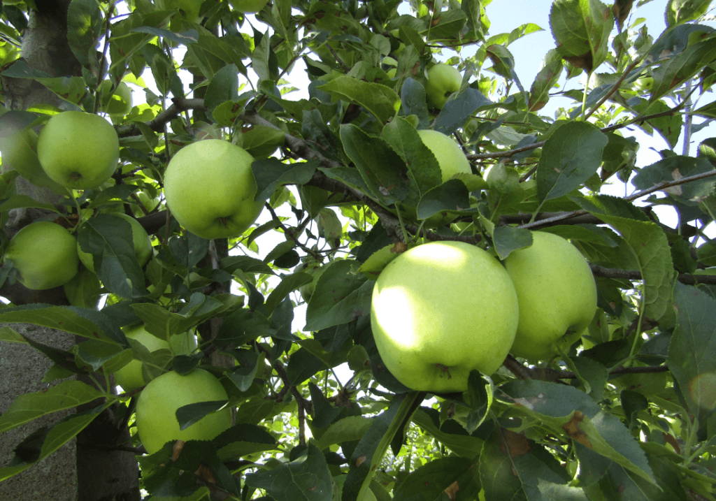 Jabłka Golden Delicious