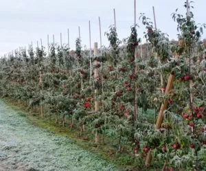 Pomoc dla poszkodowanych w&nbsp;wiosennych przymrozkach