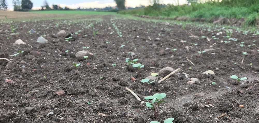 Rzepak po wschodach – na co zwrócić uwagę?