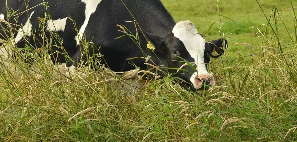 Prognozy dla mleczarstwa – rekordowo dobry rok!