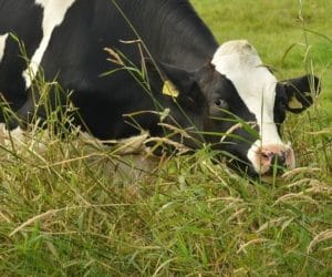 Ubój na użytek własny – będzie łatwiej?