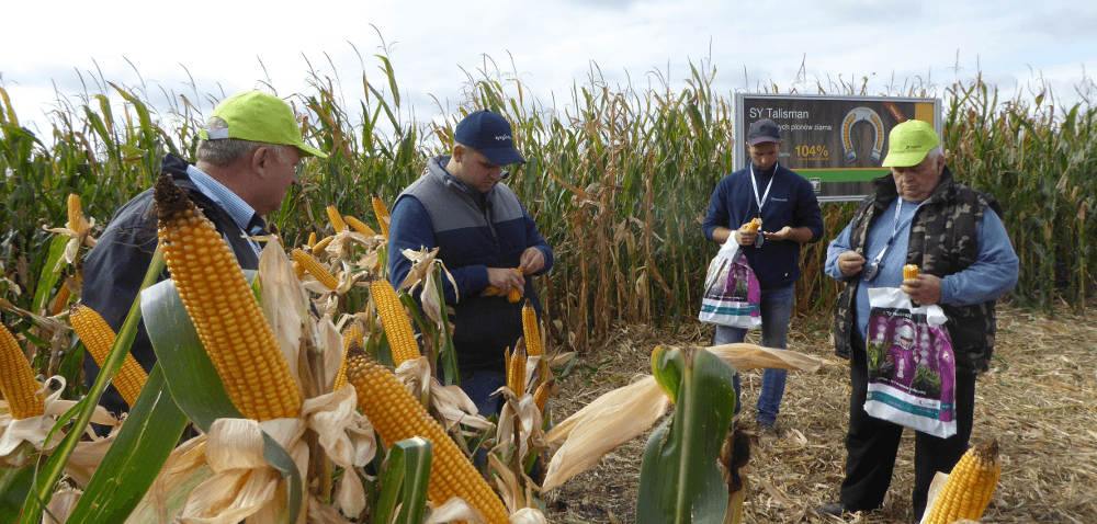 Uprawa kukurydzy na ziarno i&nbsp;nie tylko – Pola Klasy S