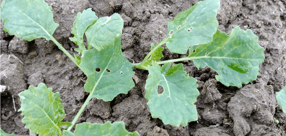 Pchełka w&nbsp;rzepaku robi już szkody