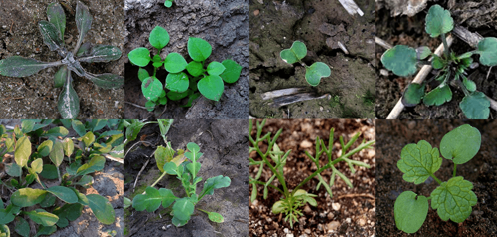 Zwalczanie chwastów jesienią w&nbsp;zbożach – jeden zabieg