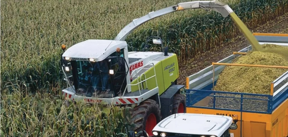 Kiszenie kukurydzy. Jak uzyskać optymalne efekty?