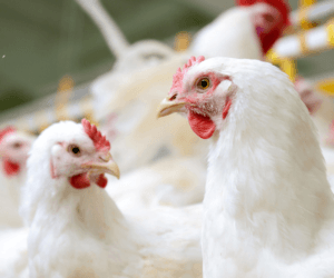 Choroby brojlerów a&nbsp;integralność jelit ptaków