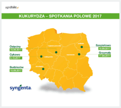 uprawa kukurydzy na ziarno