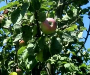 Niedobór cynku na jabłoni – objawy i zapobieganie