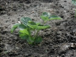 ochrona plantacji truskawek