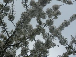 ochrona sadów czereśni i wiśni przed szkodliwością licinka tarninaczka