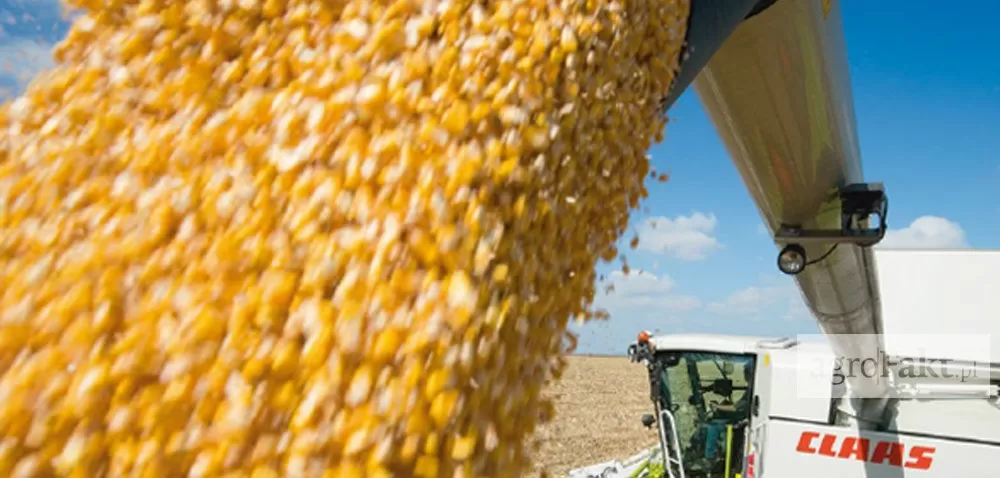 Rekord w zbiorze kukurydzy – już niebawem!