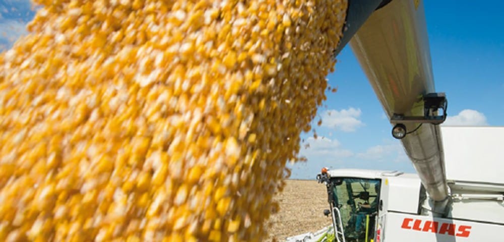 Rekord w&nbsp;zbiorze kukurydzy – już niebawem!