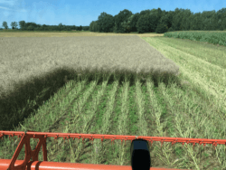 Rzepak półkarłowaty i karłowaty