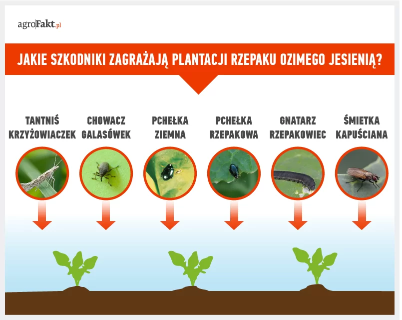 Jesienna ochrona rzepaku przed szkodnikami