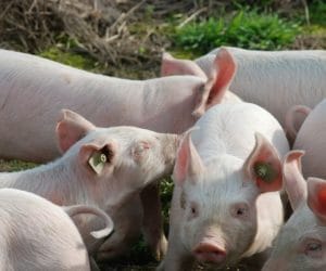 Nieutrzymywanie świń – więcej czasu na wnioski