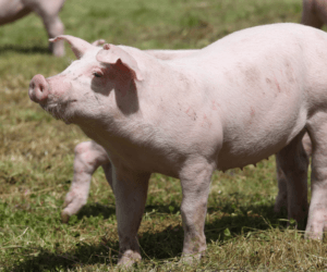Program żywieniowy trzody chlewnej – dobra strawa to podstawa