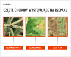 Rzepak półkarłowaty i karłowaty