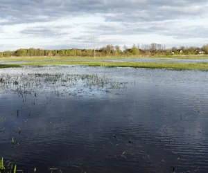 Ubezpieczenia rolne – pora na jesienne dofinansowanie