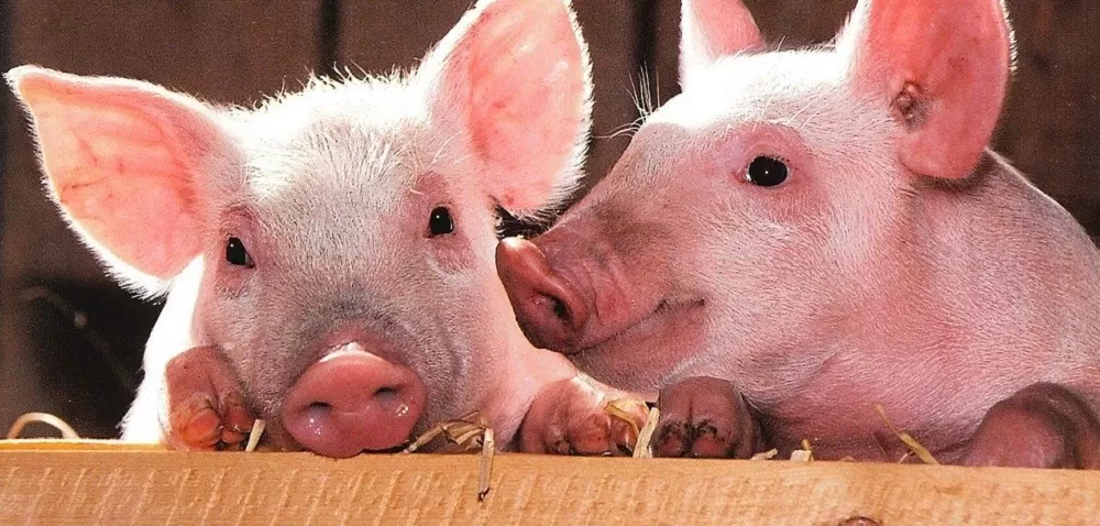 Pogłowie świń w Polsce zwiększa się – dobre prognozy!