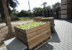 jabłka w skrzynkach