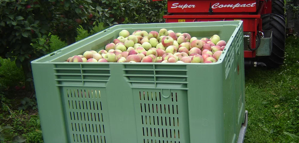 Zbiór jabłek – wyzwanie dla sadowników