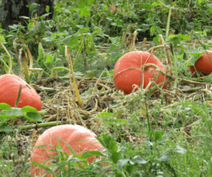 Uprawa dyni. Jakie wyzwania stoją przed plantatorami?