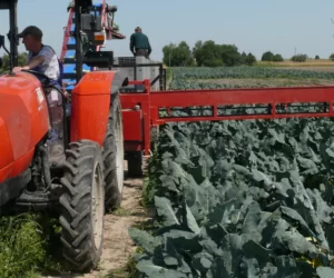 Spółdzielnia Produkcyjna w Bachorzewie – warzywa na „5”