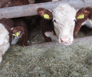 Hereford – szybki opas i&nbsp;dużo dobrej wołowiny