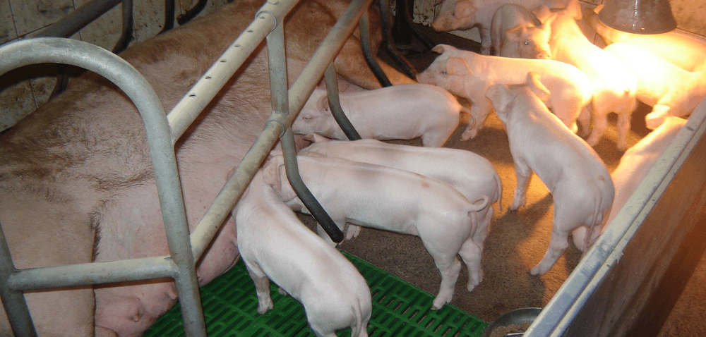 Opłacalność produkcji trzody chlewnej – czy wciąż warto?