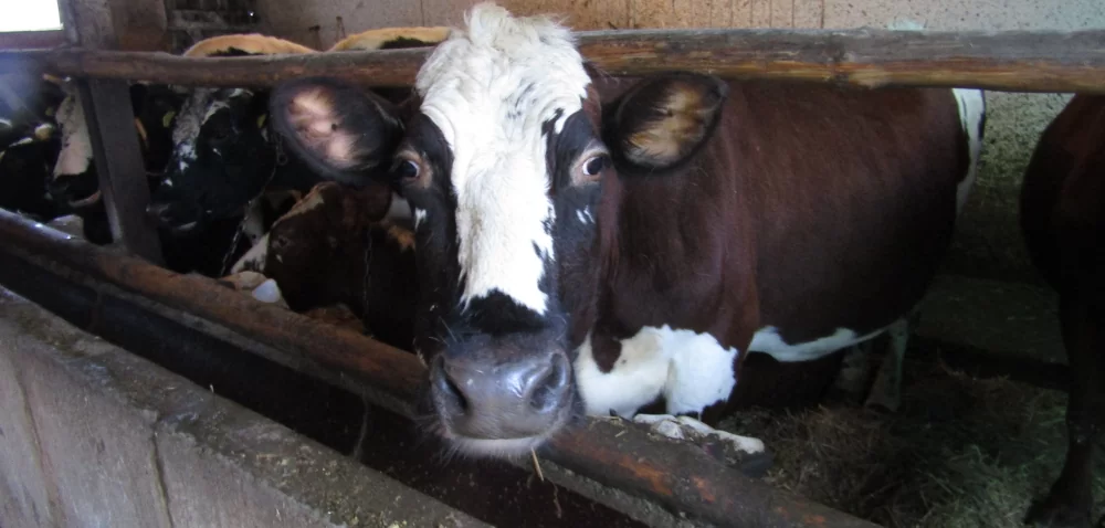 Mączka mięsno-kostna obniża koszty hodowli zwierząt?