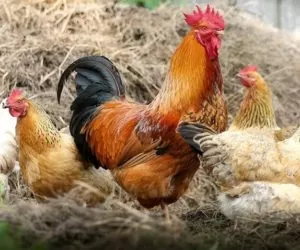 Salmonelloza – coraz więcej zachorowań drobiu i&nbsp;ludzi!