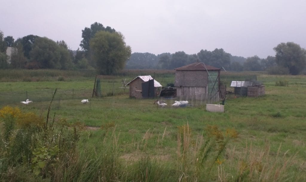 Ptasia grypa w Polsce