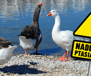 Ptasia grypa w&nbsp;Polsce? Ryzyko jest realne i&nbsp;wysokie!