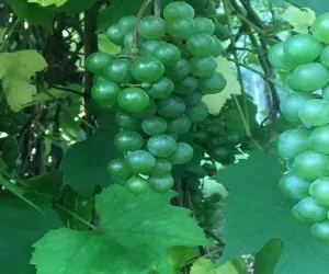 Uprawa winorośli w&nbsp;Polsce – czy dobry to biznes? cz.1