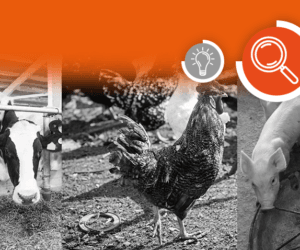 Jak zadbać o&nbsp;zwierzęta monogastryczne i&nbsp;przeżuwacze