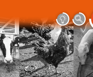 Przeżuwacze i&nbsp;zwierzęta monogastryczne w&nbsp;systemie intensywnym