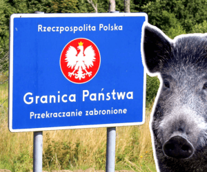 Walka z&nbsp;ASF u&nbsp;dzików trwa – czy powstanie płot na granicy?
