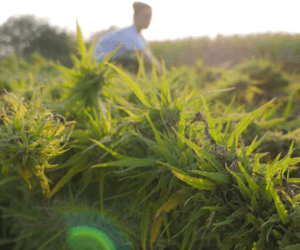 uprawa konopi włóknistych