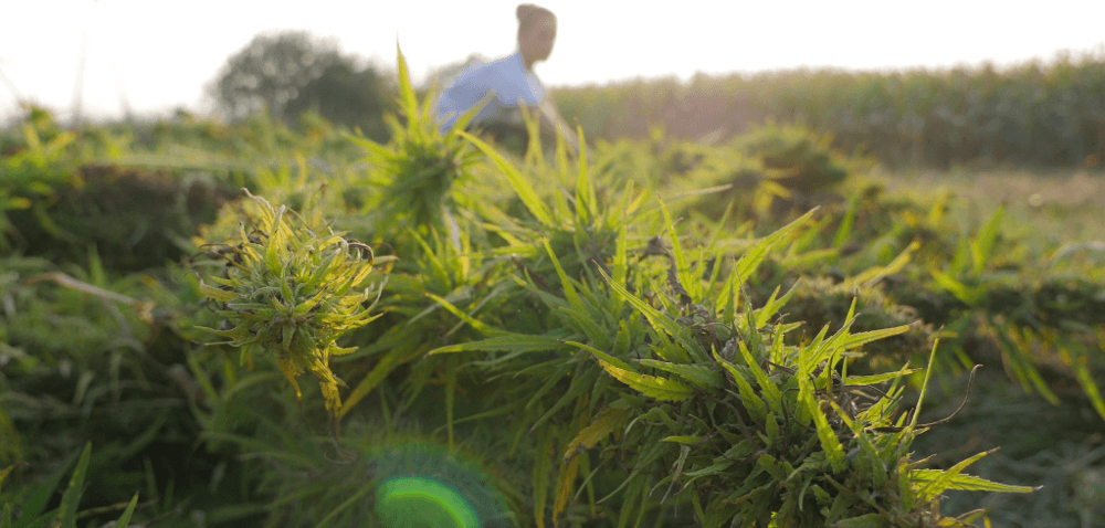 Uprawa konopi włóknistych – żniwa konopne