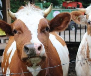 Przygotowanie obory do zimy – zadbaj o&nbsp;właściwe warunki