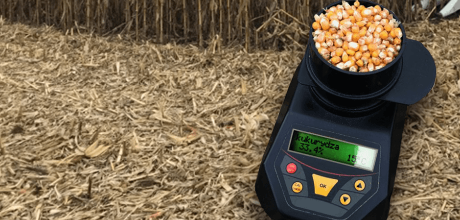 Wilgotność kukurydzy nadal wysoka