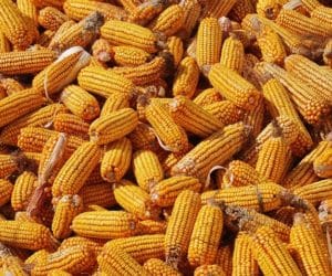 Mikotoksyny w&nbsp;kukurydzy – rosnące ryzyko późniejszego zbioru