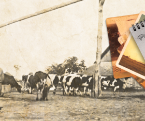 Pamiętnik Rolnika – historia mojego gospodarstwa