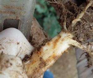 Zwalczanie śmietki w&nbsp;rzepaku i&nbsp;innych szkodników już możliwe