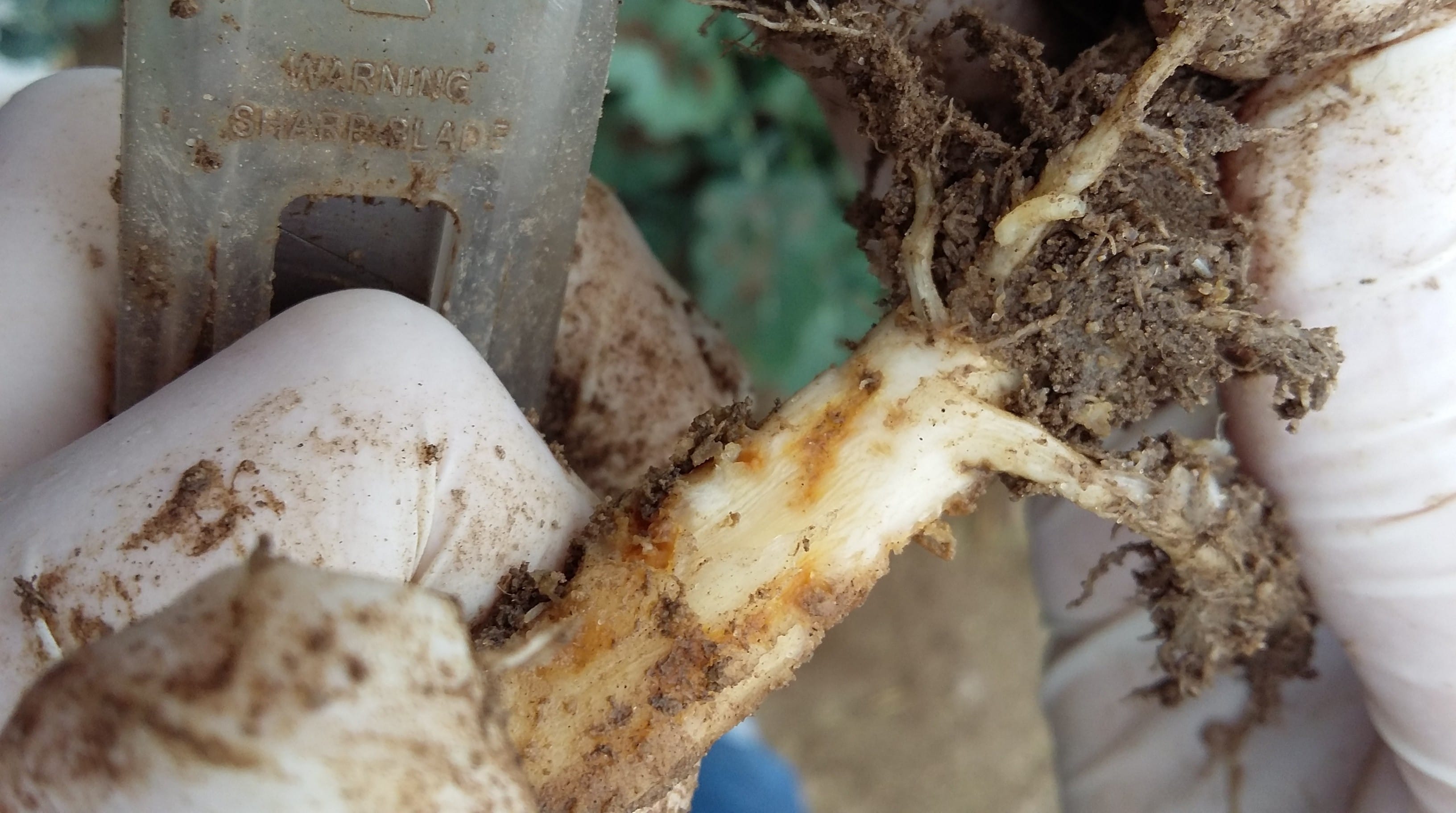 Zwalczanie śmietki w&nbsp;rzepaku i&nbsp;innych szkodników już możliwe