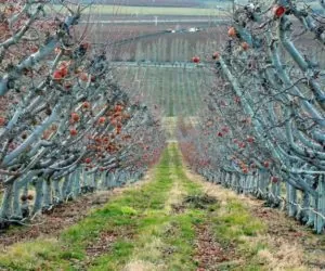 Nawożenie drzew owocowych – dobry czas to tuż po zbiorach